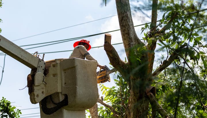 High quality tree care and maintenance services in Atlanta, Georgia