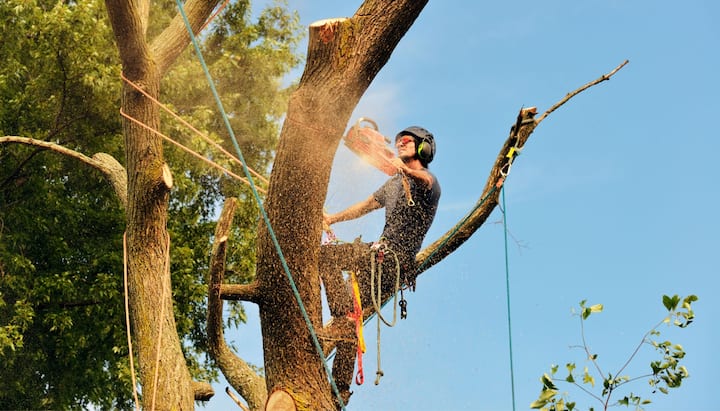 Local tree removal contractors in Atlanta, Georgia