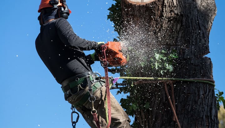 offering best tree removal solutions in Atlanta, Georgia