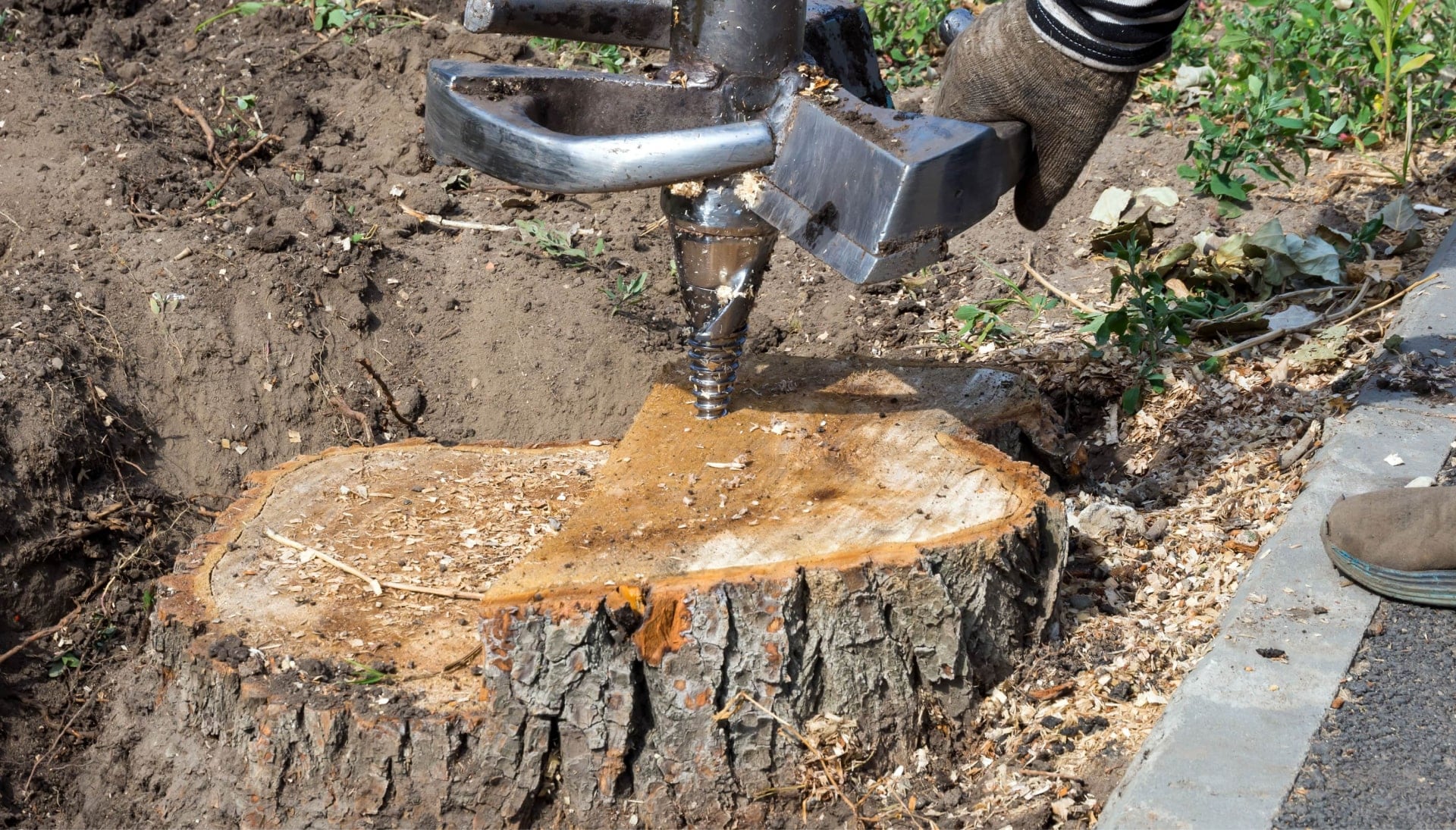 Tree Stump Removal Specialists in Atlanta, Georgia